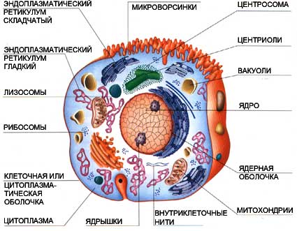 Описание: http://rnto.club/img/up/images/2-31.jpg